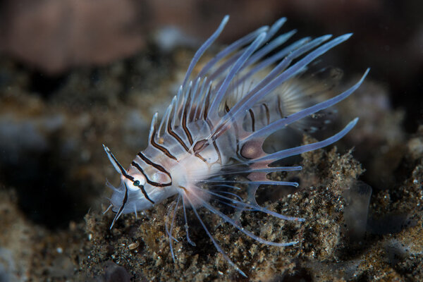 Juvenile lionfish hunts for prey