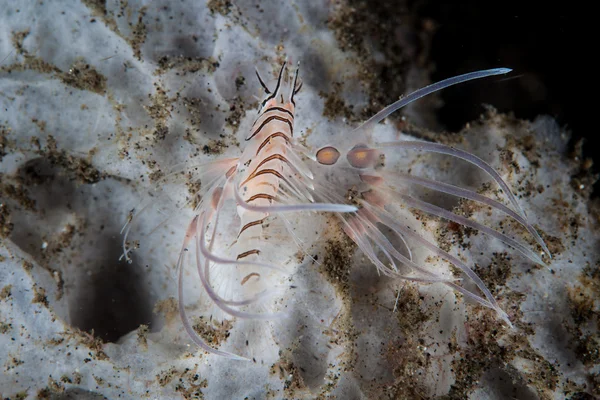 Młodzieńcze lionfish poluje na zdobycz — Zdjęcie stockowe