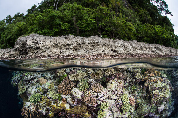 Diverse coral reef grows in the shallows of a lagoon