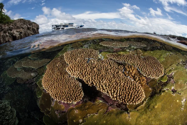 Zdravé útes roste v mělkých vodách — Stock fotografie