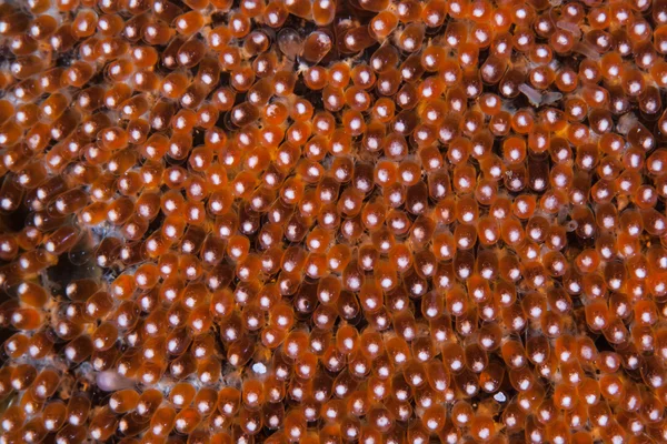 Uova di pesce anemone appena deposte — Foto Stock