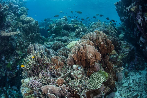 Tłumy małych ryb rój nad rafą koralową — Zdjęcie stockowe