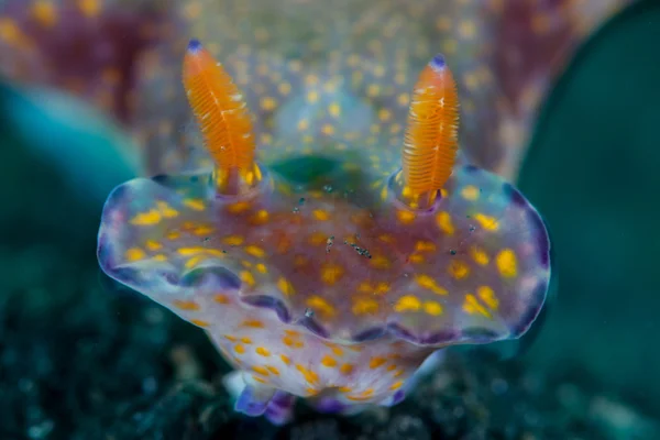 Regione di testa di un raro nudibranco su una barriera corallina — Foto Stock