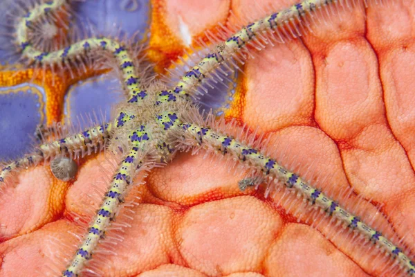 Brittlestar rasteja através da superfície de fundo colorido — Fotografia de Stock