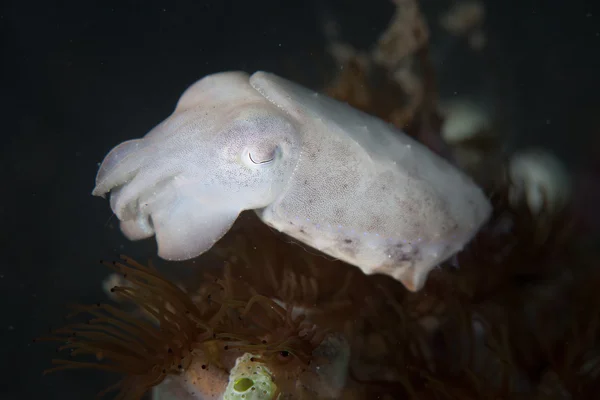 Pygmy cuttlefish attempts to blend into its surrounds
