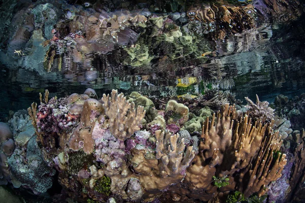 Arrecife de coral crece en las aguas poco profundas — Foto de Stock