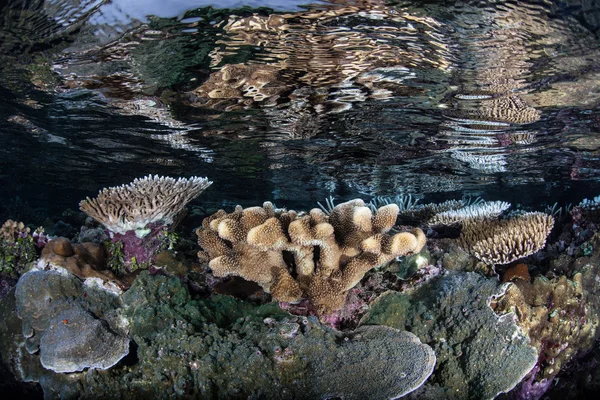 Кораловий риф росте в мілині — стокове фото