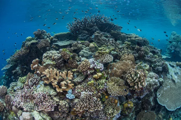 Multitudes de petits essaims de poissons au-dessus d'un récif corallien — Photo