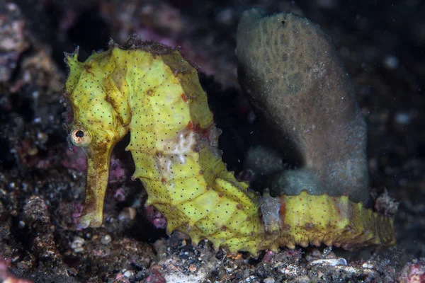 Pontohi Pygmy mořský koník — Stock fotografie