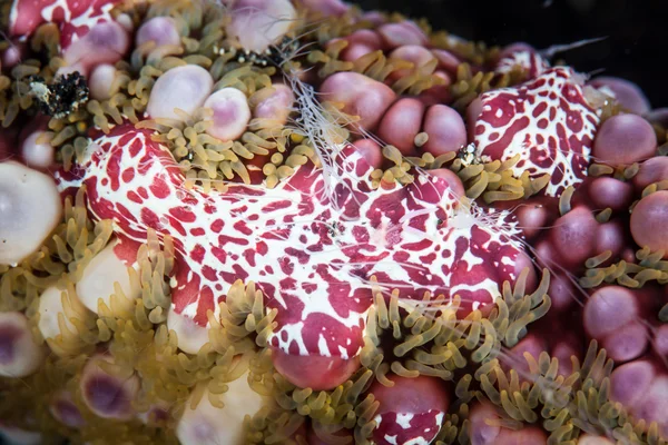 关于一个疣海星的细节(伊西纳斯特卡罗斯)。这种海星在整个珊瑚三角被发现. — 图库图片 疣海洋之星 (Echinaster callosus) — 图库照片