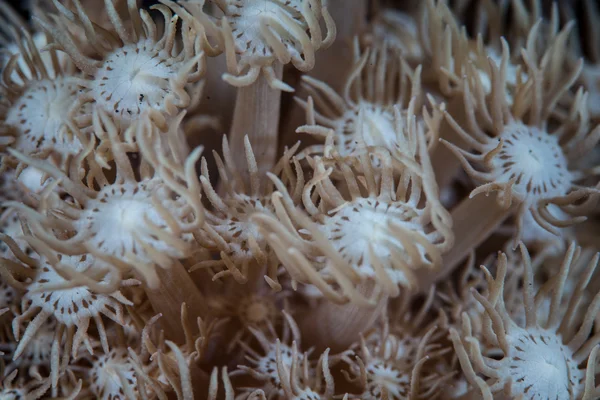 Zachte koraal poliepen in de Caribische zee — Stockfoto