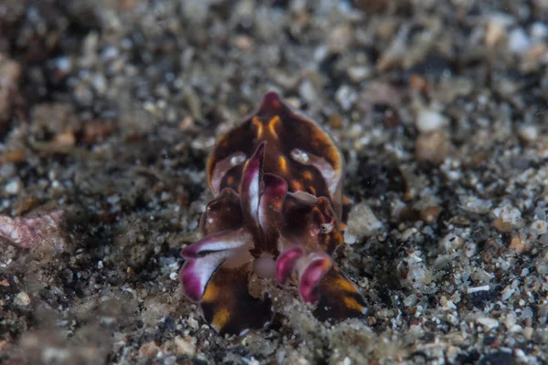 Flamboyant cuttlefish crawls across the black sand — Stock Photo, Image