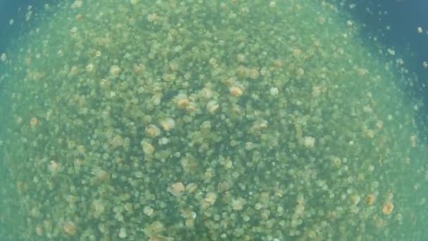数以百万计的地方性水母 — 图库视频影像