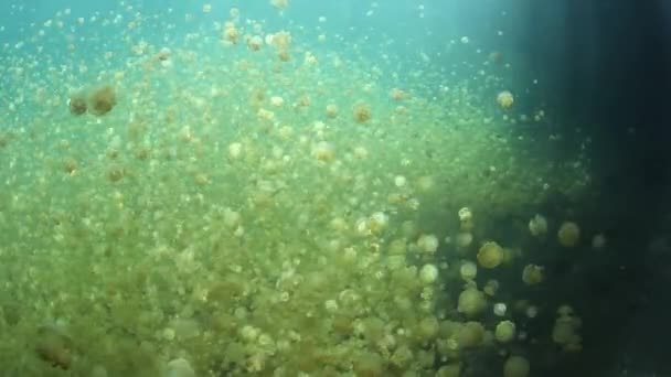 Мільйони ендемічних медуз — стокове відео
