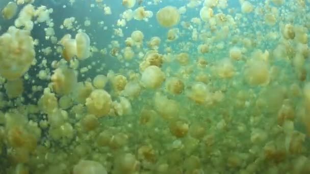 Millions of endemic jellyfish — Stock Video