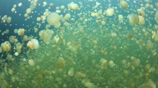 Des millions de méduses endémiques 