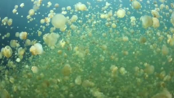 Millions of endemic jellyfish — Stock Video