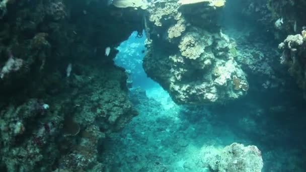 Arrecife de coral tridimensional — Vídeo de stock
