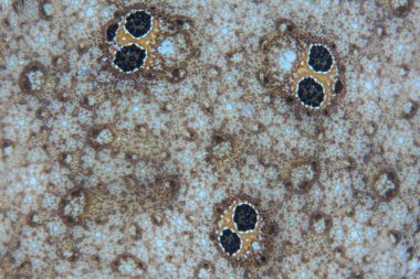 Kum üzerinde düz halı tek yalan