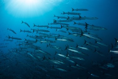 büyük okul Blackfin barracuda