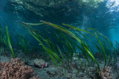 Giant kelp grows  near the Channel Islands clipart