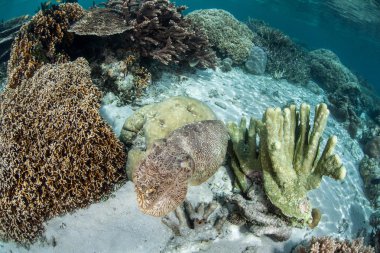 large cuttlefish change it's color pattern to camouflage itself on a reef clipart