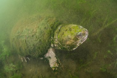 Muck arasında ortak yapışma kaplumbağa tarar