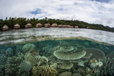 diverse coral reef grows in the shallows of Raja Ampat clipart