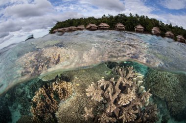 Diverse coral reef grows in the shallows of Raja Ampat clipart