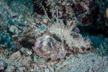 Çizgili frogfish veya kıllı frogfish
