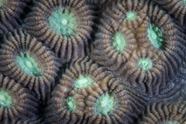 Corallites bireysel mercan polipler korumak