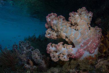 Raja Ampat sığlık içinde büyüyen yumuşak mercanlar