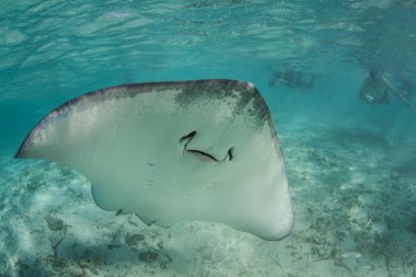 Tahiti stingray sığ lagün yüzüyor