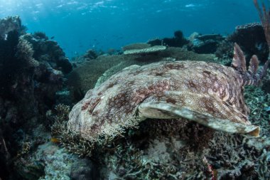 iyi kamufle püsküllü wobbegong köpek balığı