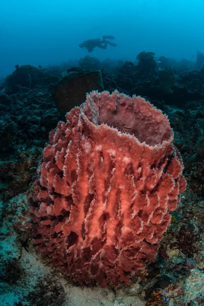 Grande éponge tonneau pousse sur un récif corallien — Photo