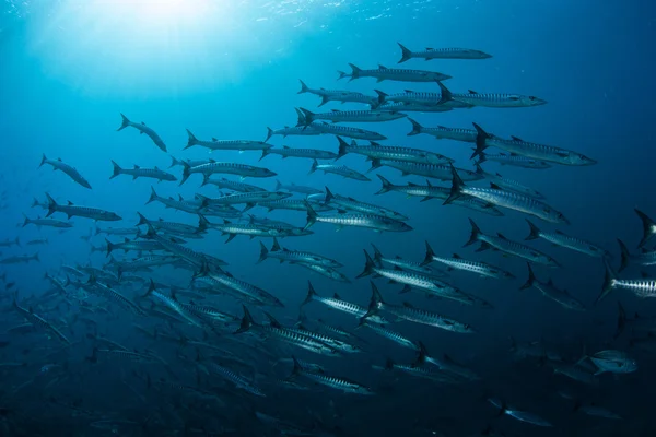 Large school of Blackfin barracuda — Stock Photo, Image