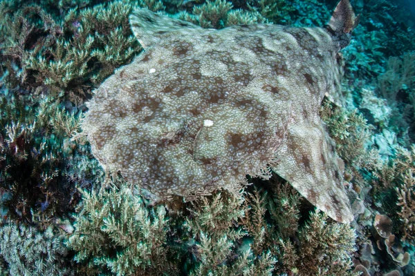 Väl kamouflerade Tasseled wobbegong shark — Stockfoto