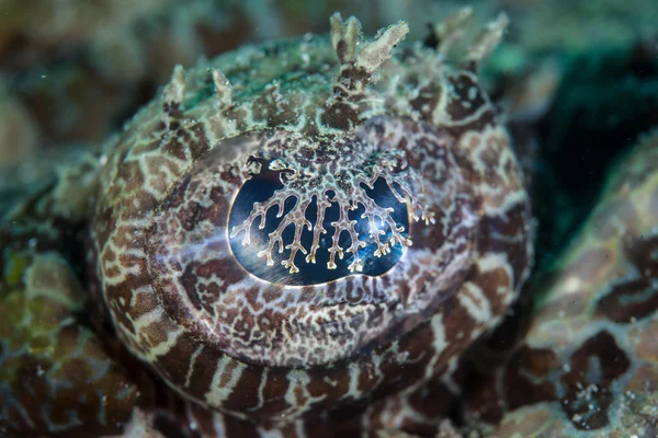 眼中的 crocodilefish (Cymbacephalus beauforti) — 图库照片