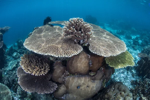 Table corals on a shallow reef in Raja Ampat, — Stock Photo, Image