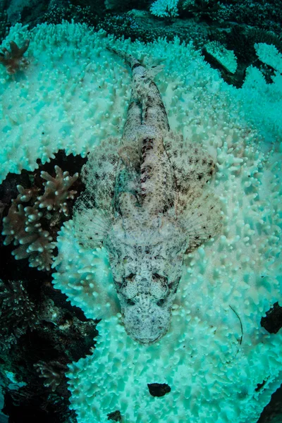 A young scorpionfish uses coloration to camouflage — Stock Photo, Image