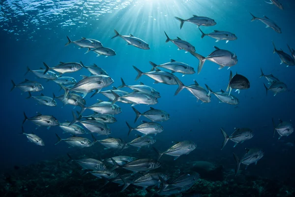 Kocagözlü trevally (Caranx sexfasciatus) — Stok fotoğraf