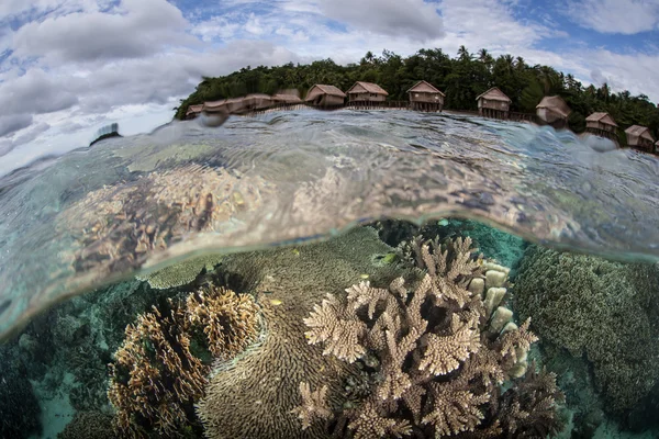Recifes de corais diversos crescem nas águas rasas de Raja Ampat — Fotografia de Stock
