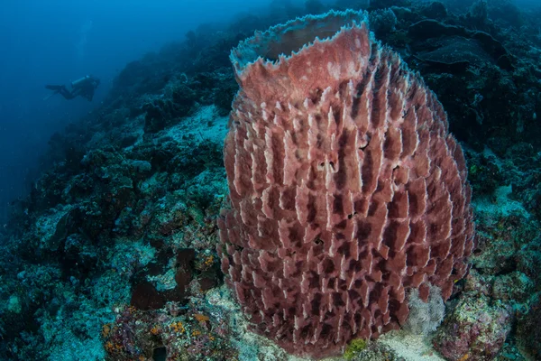 Большая бочковая губка растет на коралловом рифе — стоковое фото