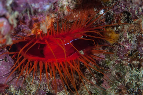 Deniz elektrik midye — Stok fotoğraf