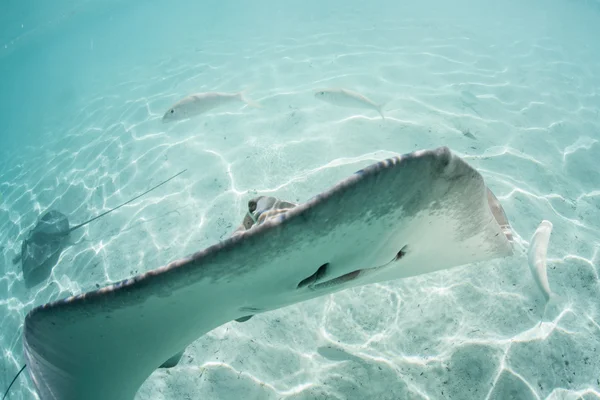 Tahitian stingray swims in shallow lagoon — Stock Photo, Image