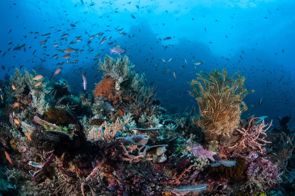 Multidões de pequenos peixes enxame acima de um recife de coral — Fotografia de Stock