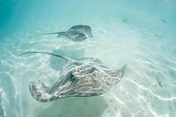 Tahiti stingrays sığ gölünde yüzmek