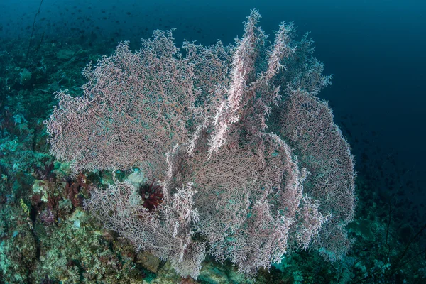 海洋生物柳珊瑚生长在美丽的珊瑚礁 — 图库照片