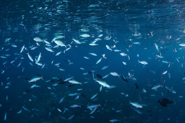 Reef fish school while feeding on plankton — Stock Photo, Image