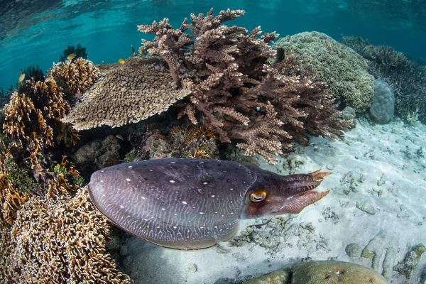 Cuttlefish usa células coloridas — Fotografia de Stock